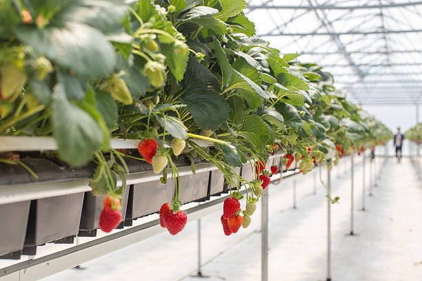 istock A high-tech strawberry greenhouse featuring long symmetrical rows with ripening strawberries 2251254346