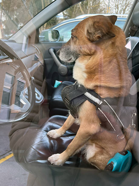Pet inside vehicle, transportation and travel concept.