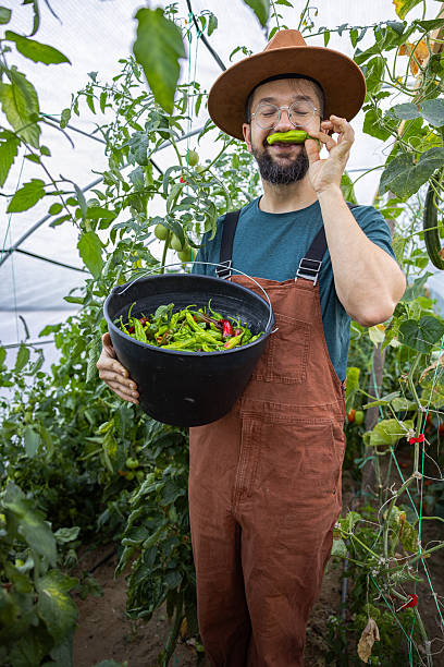 istock Hipster man with a cowboy hat jokes with a shishito pepper as a mustache while holding a bucket of shishito peppers among plants in a greenhouse. 2251258662