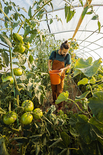 istock Hipster man in overalls picks tomatoes inside a greenhouse. 2251260149