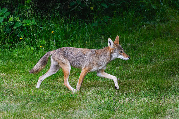 istock Coyote in suburban shadows 2251261864