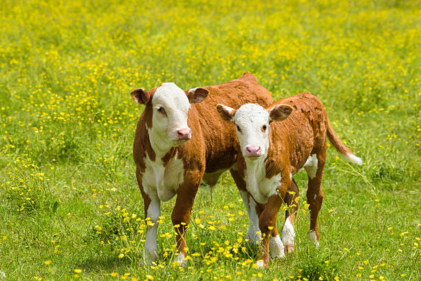 Two young hereford breed  calves in a field of grass with wild buttercups as the pair walk forward