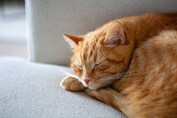 istock A cat with orange fur is curled up and sleeping on a soft surface. The scene shows a quiet moment in a comfortable indoor setting during daytime 2251262155