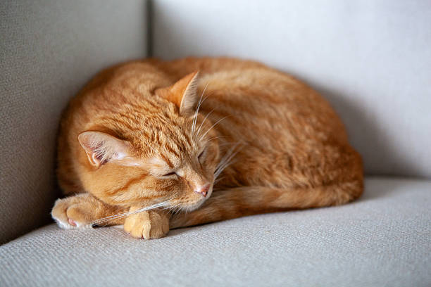 istock An orange cat curls up and sleeps on a light-colored couch. The sunlight shines through the window, making the space warm. The cat looks comfortable and safe 2251262200