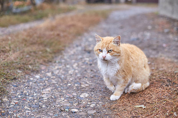 istock Ginger cat with white chest sitting on gravel path in autumn setting with grass 2251262277