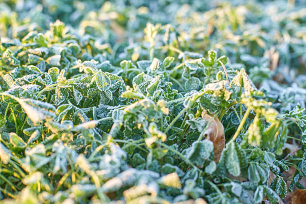 istock Frost-covered green leaves on a cold morning close-up 2251262280