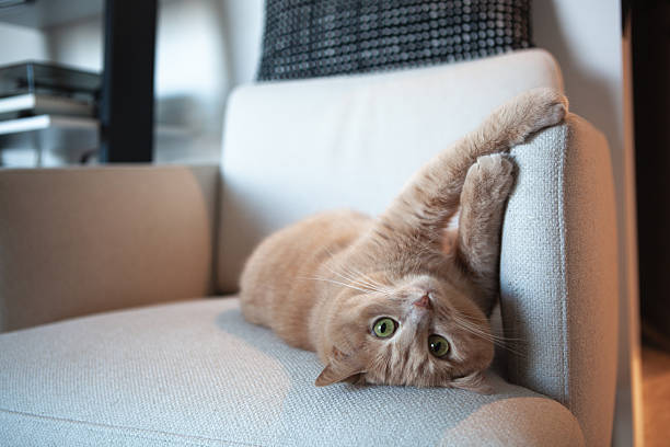 istock A cat is lying on a chair and stretching its body while using its paw to play with the armrest. The setting shows a simple indoor space with light colors 2251262392