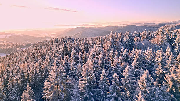 istock Snow-covered Evergreen Forests at Sunrise with Distant Mountains 2251262531