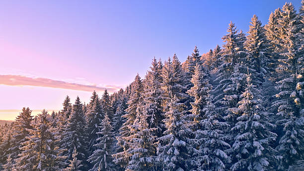 istock Snow-covered Evergreen Forest at Dawn with Frost-laden Branches 2251262535