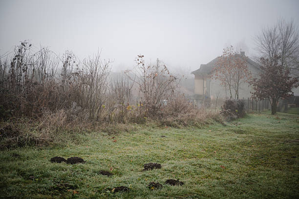 A misty morning scene featuring a frost-touched grassy area dotted with molehills, bordered by dry autumn vegetation. A house fades into the fog in the background, creating a quiet, atmospheric rural landscape.