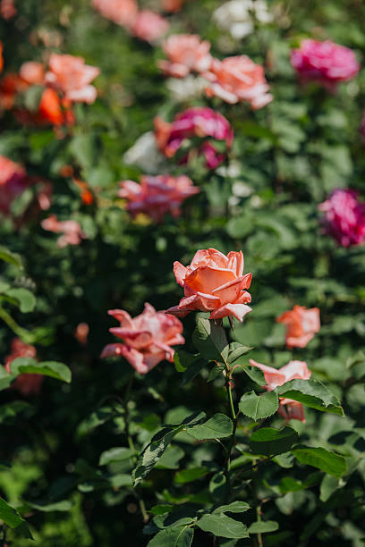 istock Colorful garden with blooming roses during a sunny day in spring 2251263576
