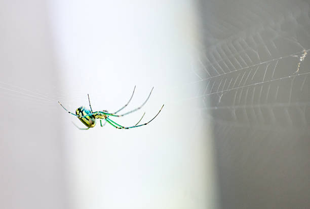 A colorful Venusta Orchard Orbweaver Spider (Leucauge venusta) sitting in its web