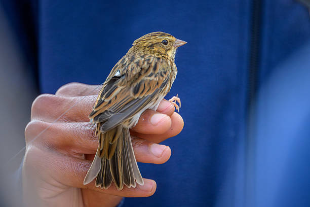 istock Savannah Sparrow held in hand by scientist 2251263857