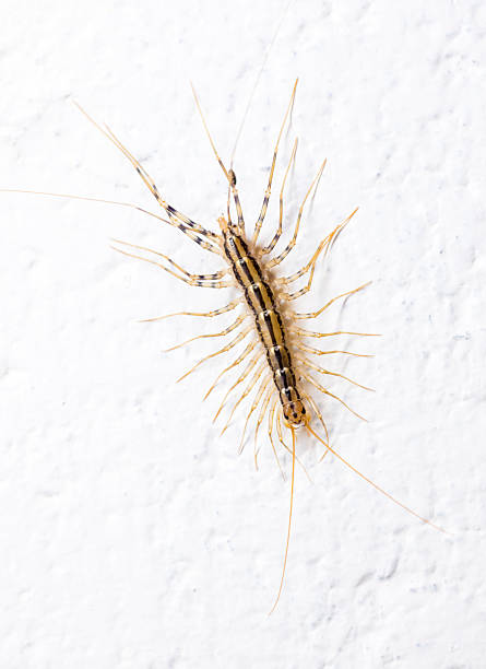 istock Close up of a House Centipede crawling on a white wall 2251264388