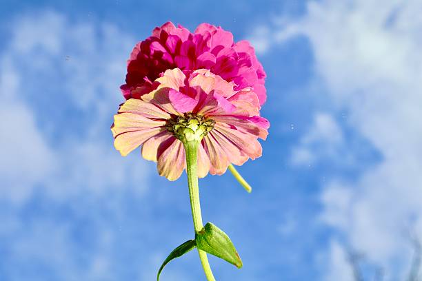 A large magenta zinnia sits upside down atop a mirror reflecting a soft blue sky filled with white clouds.The flower rests on a mirror reflecting a partially clouded blue sky.This unexpected perspective creates visual intrigue and depth.A striking blend of botanical detail and artistic abstraction.