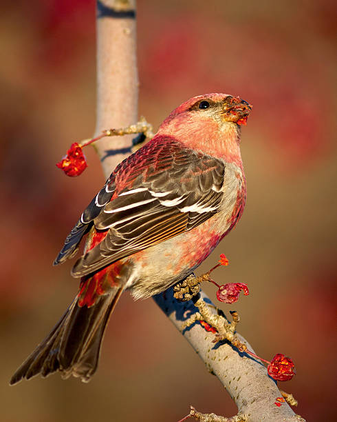 istock Male pine grosbeak 2251267046