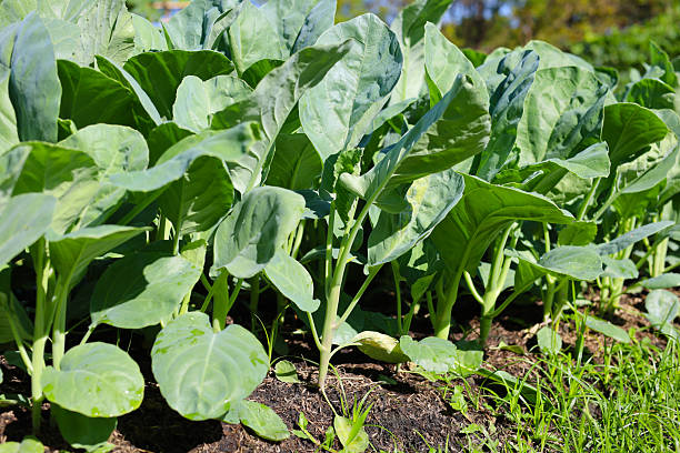 istock Green Chinese Kale growing in a garden 2251267965