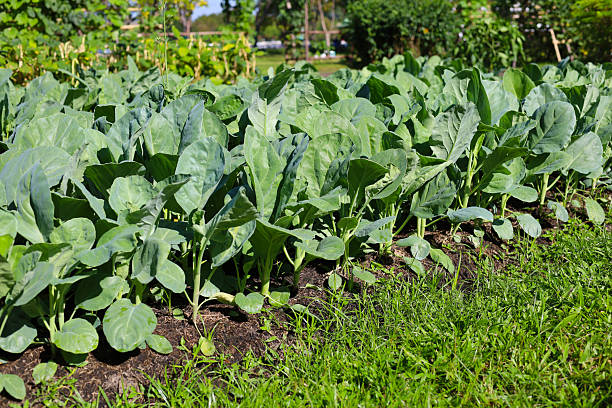 istock Green Chinese Kale growing in a garden 2251268281