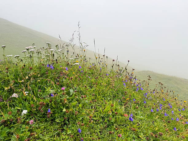 Foggy ridge with alpine flowers