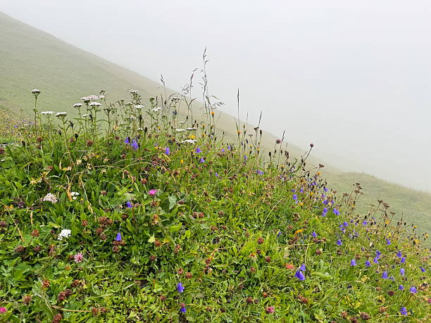 Wildflowers in drifting alpine fog