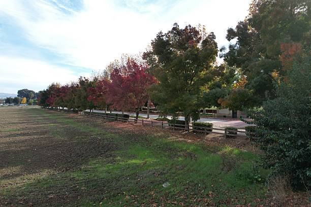 istock Trees changing colour in fall in Gilroy California 2251269048