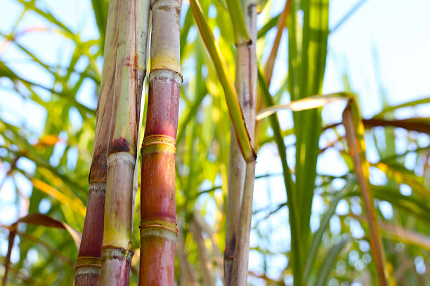 istock Sugarcane stalks growing in the field. 2251270280