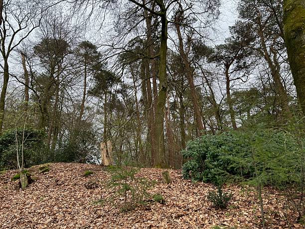 istock Beautiful trees and fallen leaves in forest 2251273812