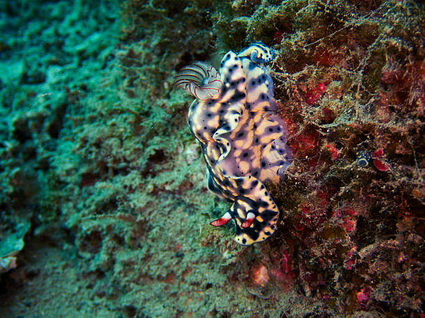istock Bull-like star sea slug 2251274330