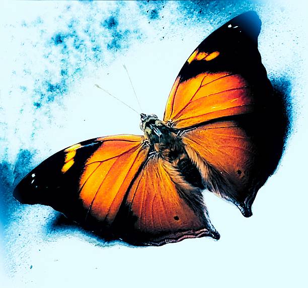 Butterfly (Catopsilia pomona)