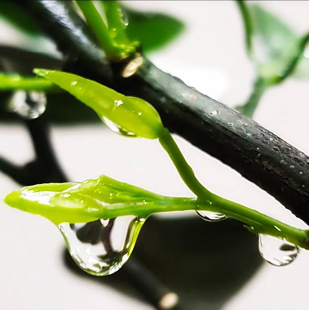 Macro view of young green leaf buds with clear water droplets, emphasizing freshness, moisture, and plant growth after rain