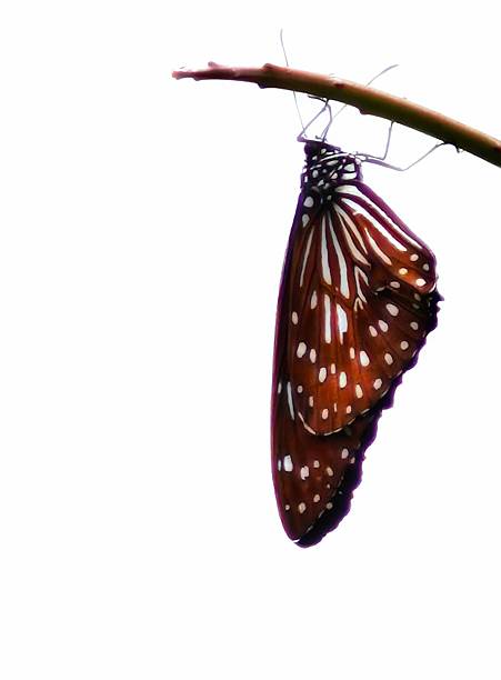 istock Butterfly Hanging from Twig with Closed Wings on White Background 2251275550