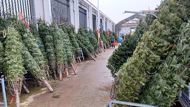 Fresh cut natural Christmas trees for sale