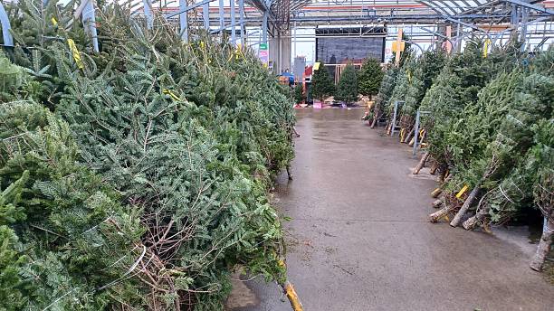 istock Fresh cut natural Christmas trees for sale 2251276487