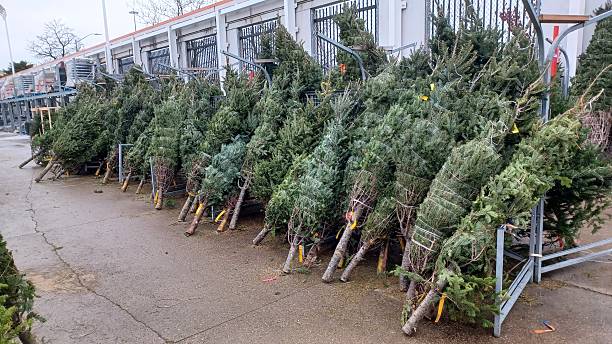 istock Fresh cut natural Christmas trees for sale 2251276491