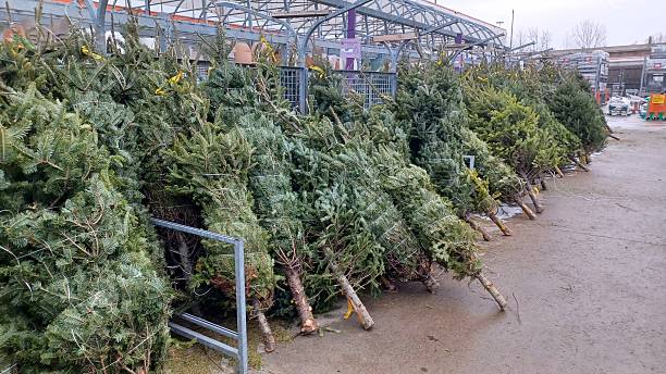 istock Fresh cut natural Christmas trees for sale 2251276497