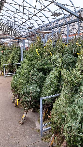 istock Fresh cut natural Christmas trees for sale 2251276498