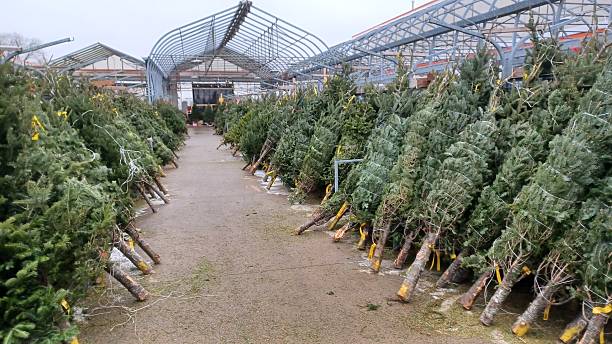 istock Fresh cut natural Christmas trees for sale 2251276502