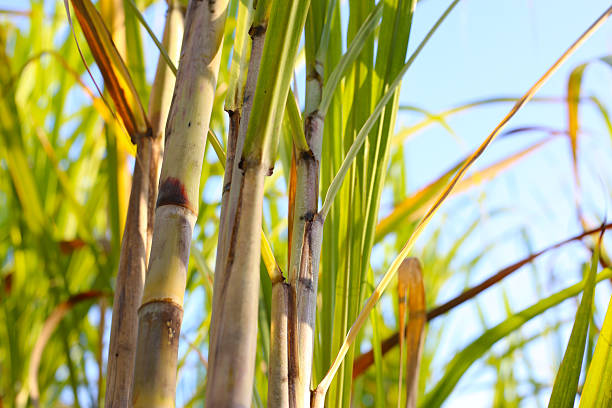 istock Sugarcane stalks growing in the field. 2251278209