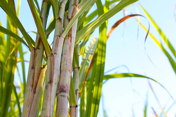 istock Sugarcane stalks growing in the field. 2251278511