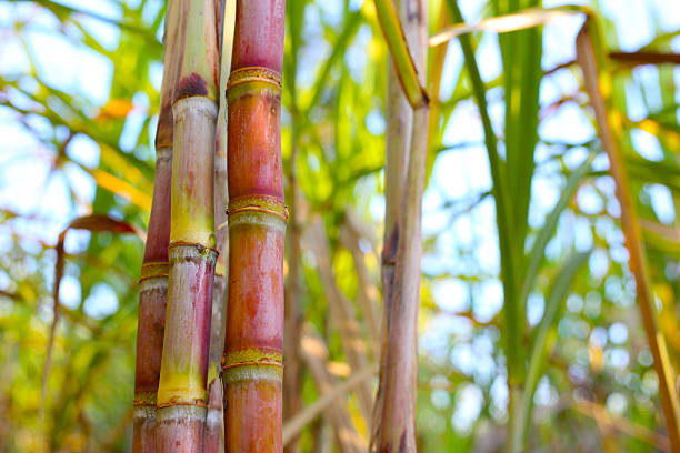istock Sugarcane stalks growing in the field. 2251279409