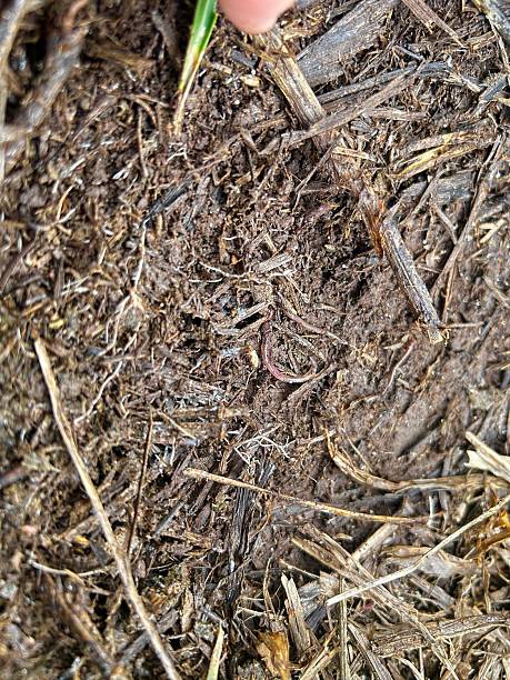 istock Root grass. Close up to superficial roots of grass pasture 2251280158