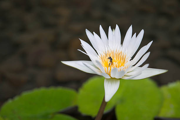 Elegant white lotus flower in focus, centered in a tranquil pond with green foliage. Capturing the essence of serenity and natural beauty on a bright day.