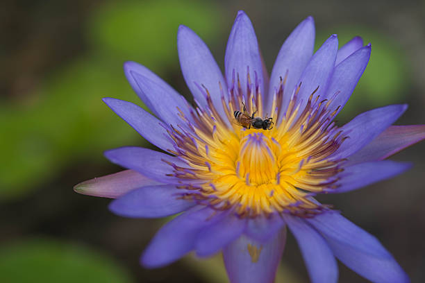 istock lotus in pond,purple water lilly 2251281388