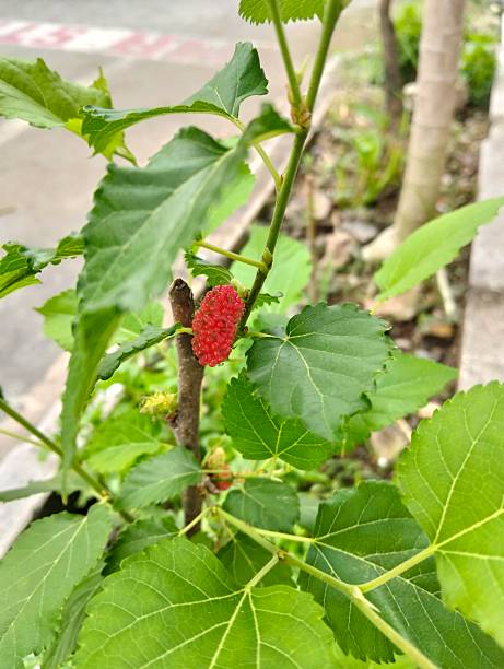istock Blue berry plants in the yard 2251282732