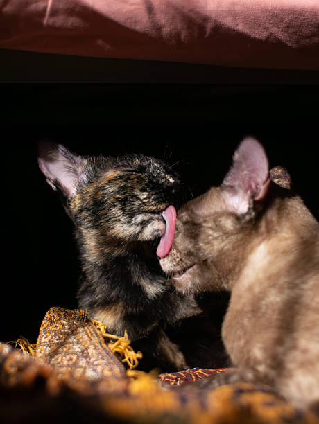 Two adorable cats grooming and licking each other with love while resting on patterned fabric in dramatic sunlight, Brown and Tortoiseshell domestic felines showing affection, Pet friendship and bonding concept, Low key lighting against dark background.