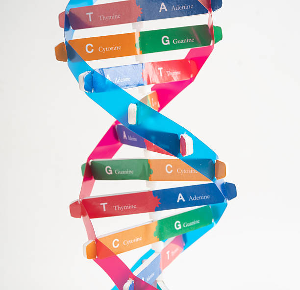 istock DNA or Deoxyribonucleic acid is a double helix chains structure formed by base pairs attached to a sugar phosphate backbone. 2251288817