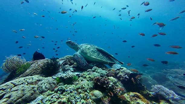 istock A sea turtle rests on a vibrant coral reef. 2251289103