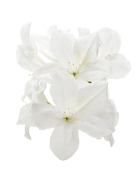 istock White azalea flower (Rhododendron indicum) isolated on white background with clipping path 2251289652