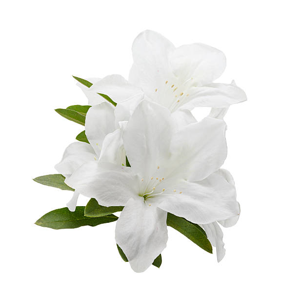 istock White azalea flower (Rhododendron indicum) isolated on white background with clipping path 2251289654