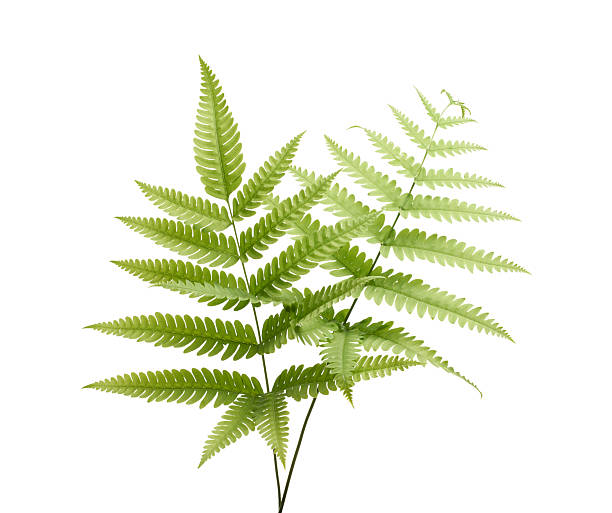 Sword fern (Nephrolepis exaltata) leaf isolated on white background with clipping path. Realistic tropical green foliage, perfect for botanical, floral arrangement, and natural design projects.
